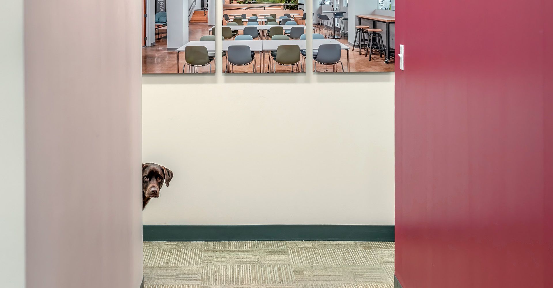 A brown dog peeks out from behind a white wall to look down a hallway at Wise Construction offices.